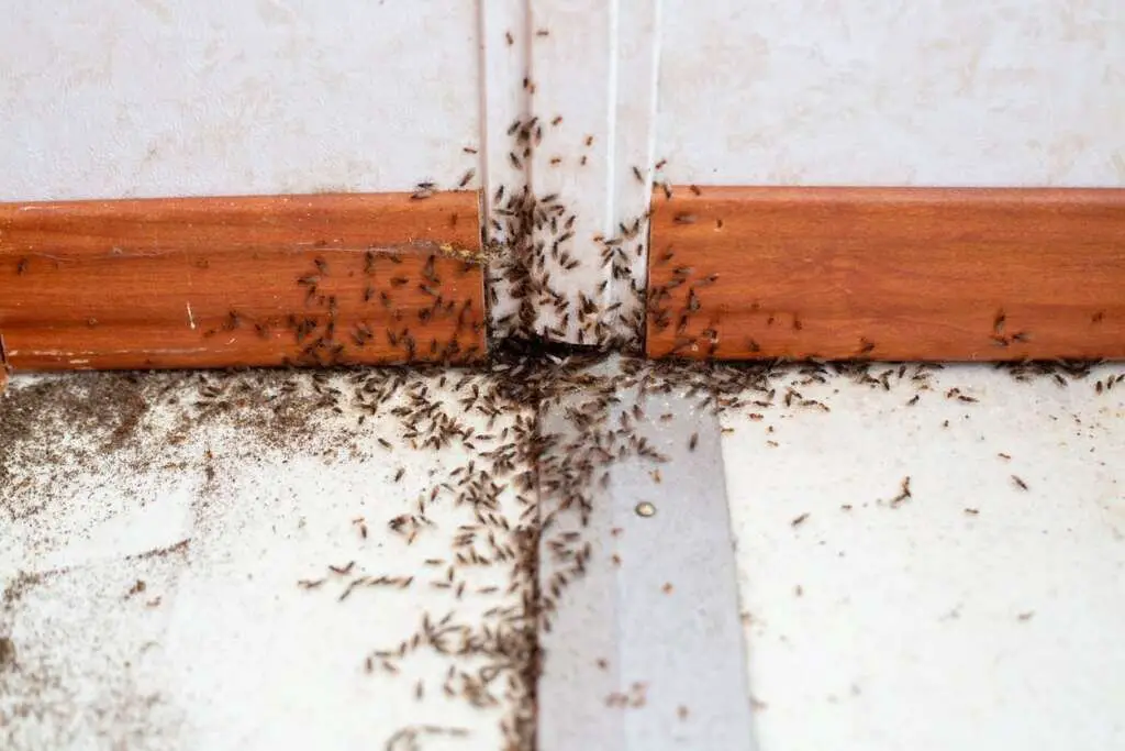 How Do Tiny Homes Deal With Pests?
