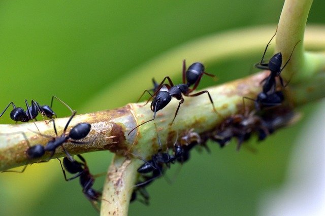 How Do Tiny Homes Deal With Pests?